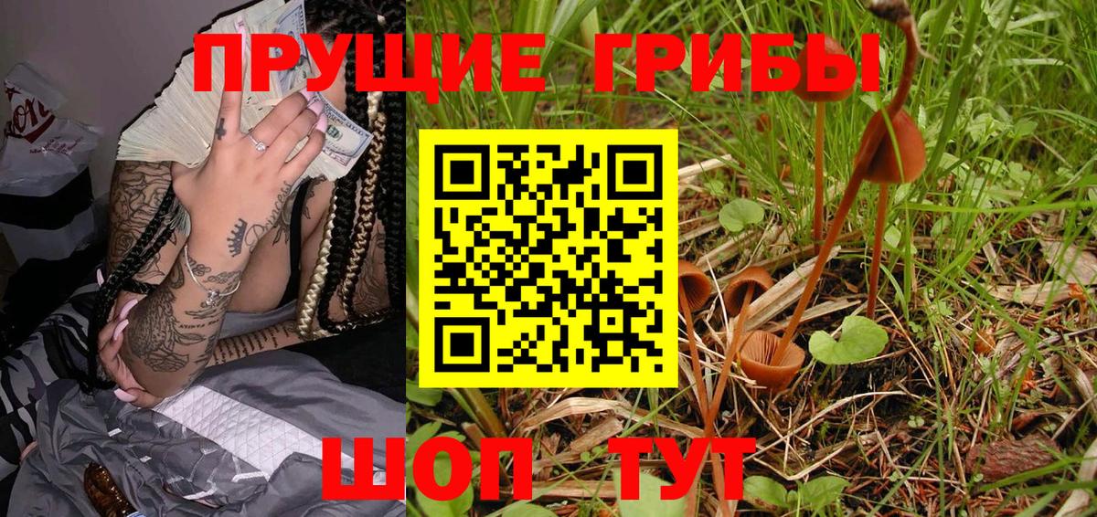 Галлюциногенные грибы Psilocybine cubensis Черняховск