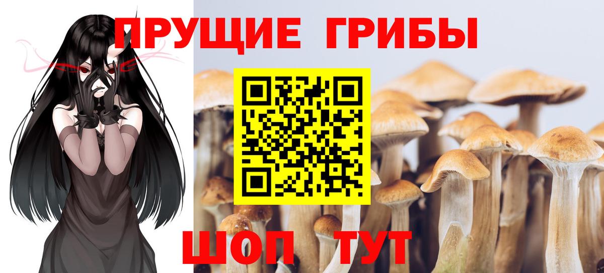 Черняховск  Галлюциногенные грибы Psilocybe  Вход с VPN 